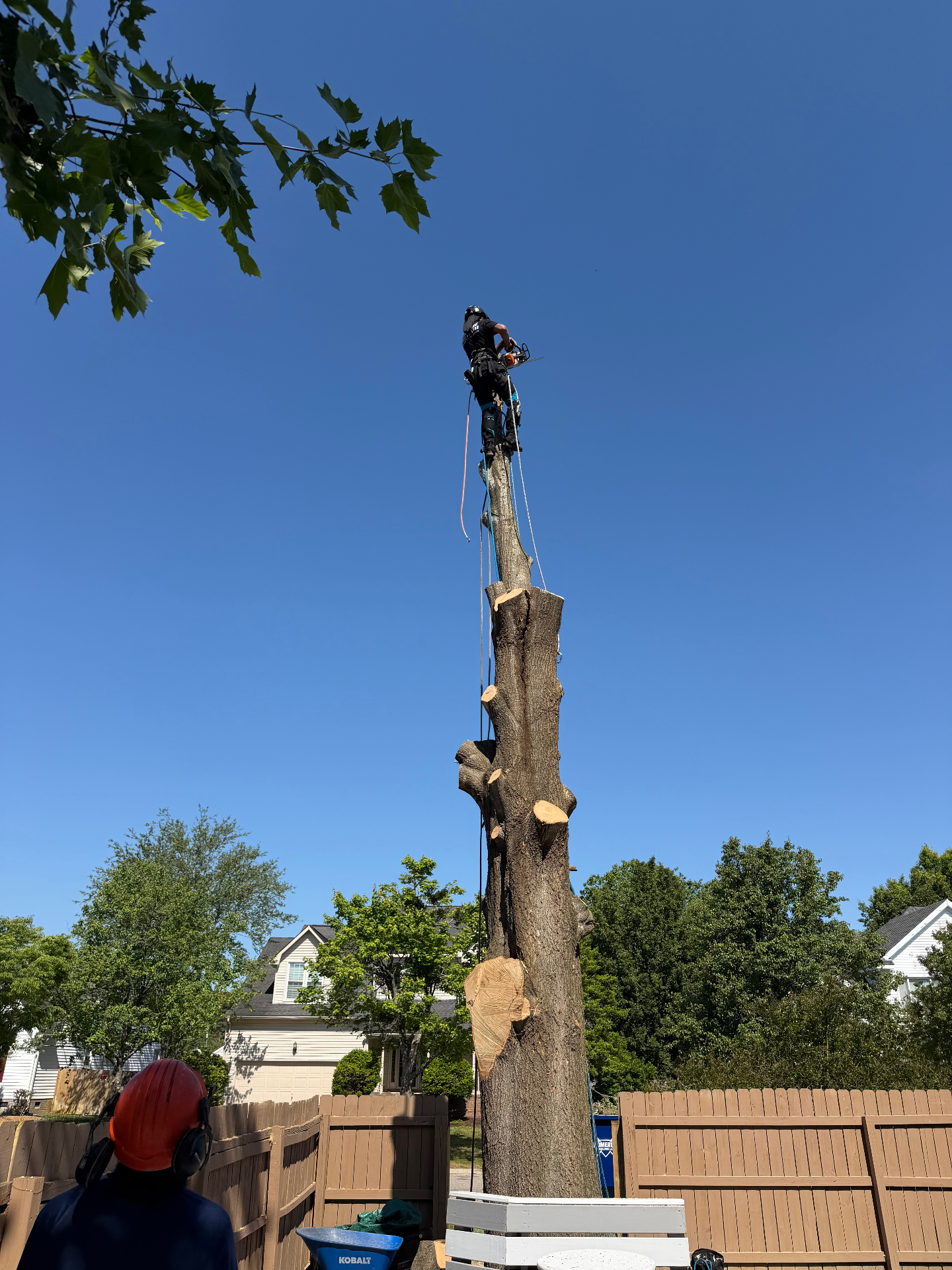 Tree Work