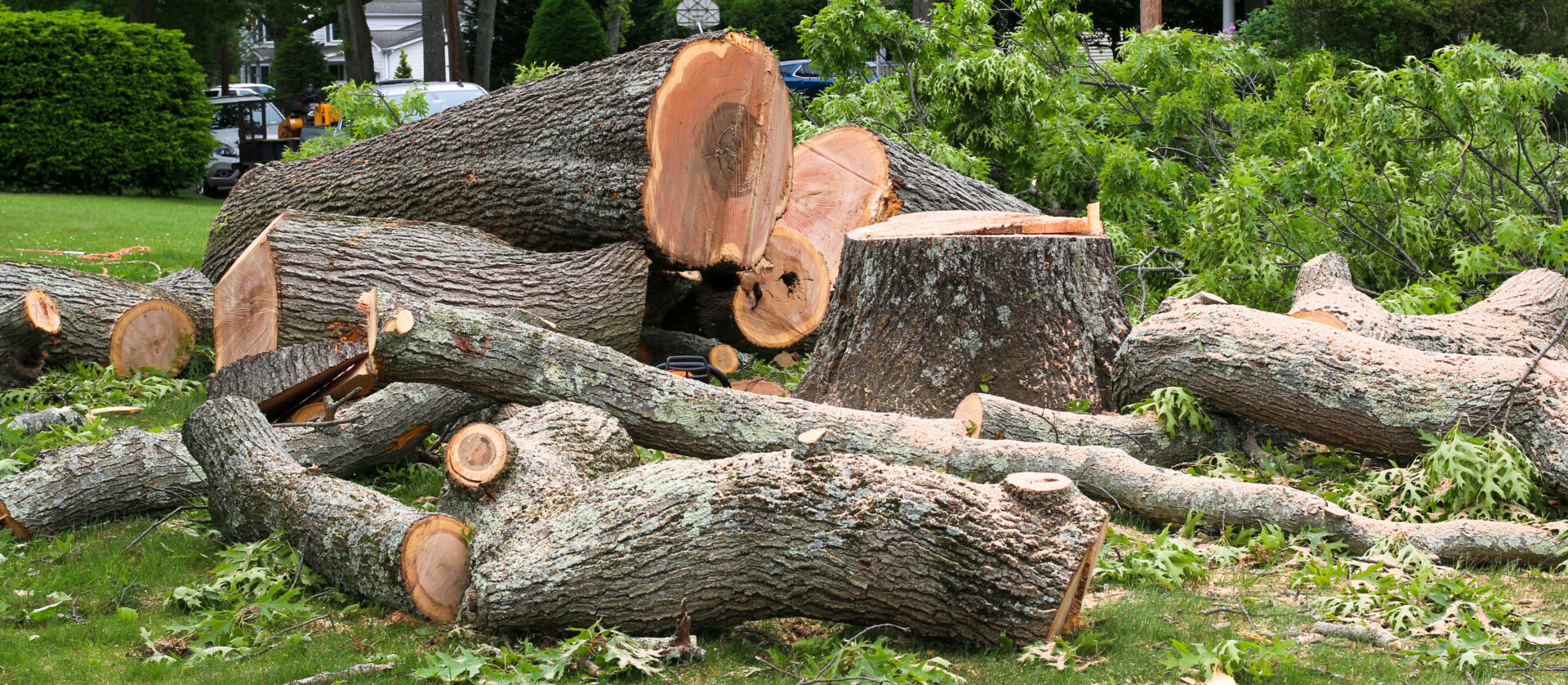 Tree Work